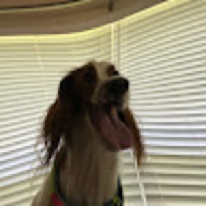 Meet your Posher, Ginger